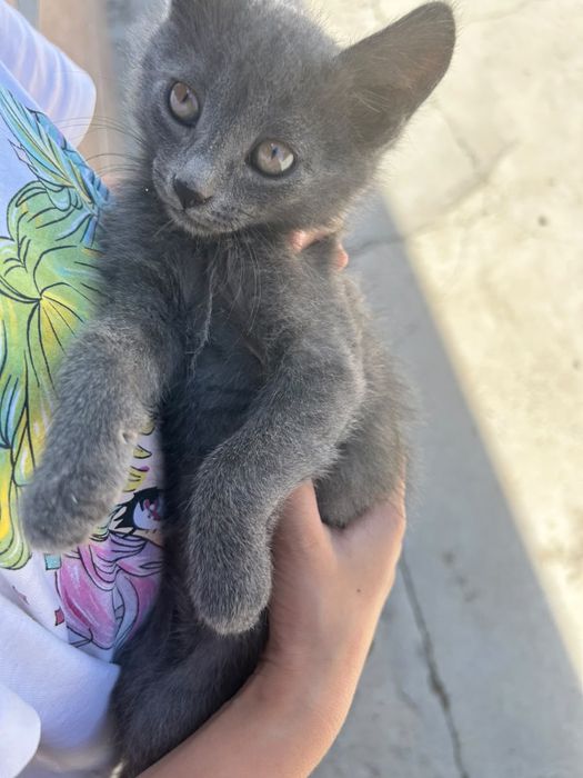 Отдам Домашних Котят В Добрые Руки
