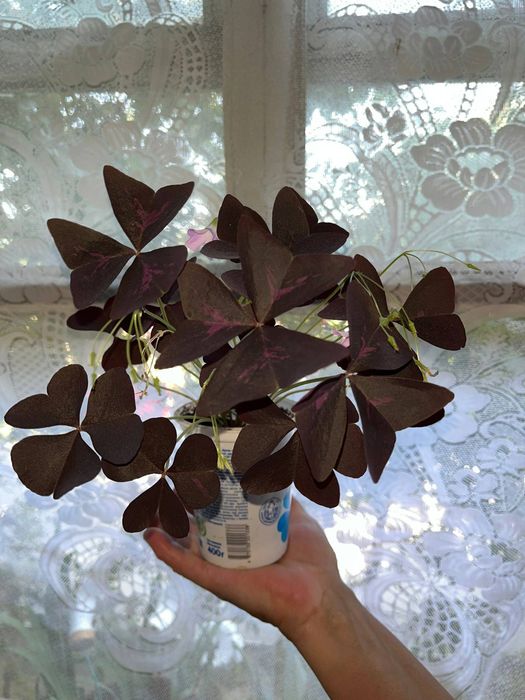 Продам цветы Кислица