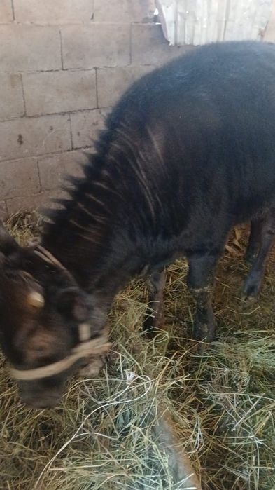 Таналар сатамыз / Телки 1.5 жас