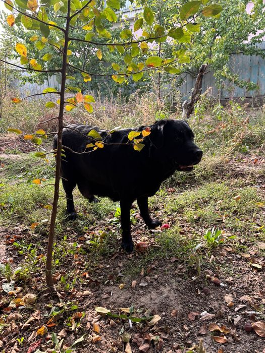 Отдам в хорошие руки