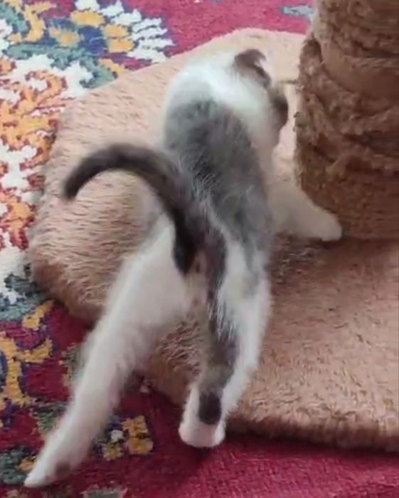Отдаю котика 1,5 месяцев