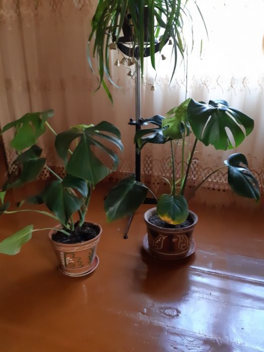 Цветы шикарные.поднимают настроение и улучшают цвет лица