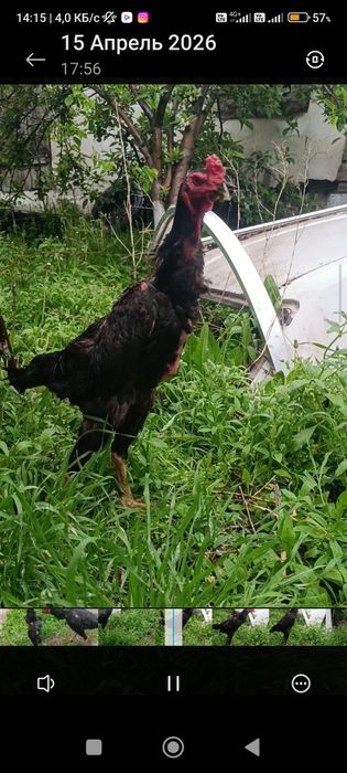 Шамо сатылады 25 мын