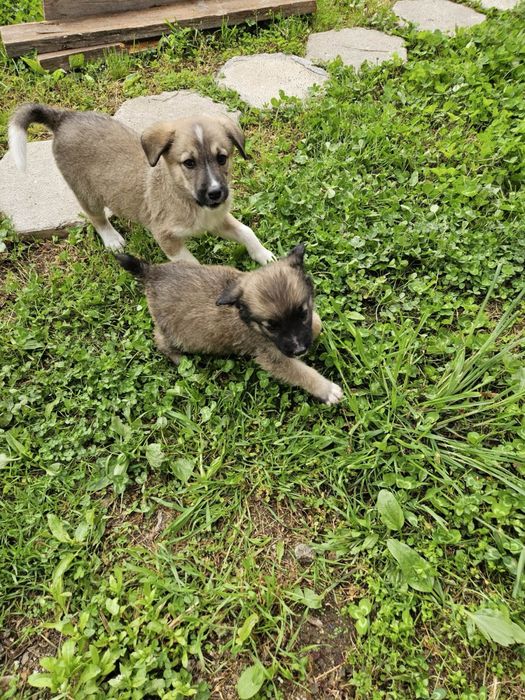 Малки кученца търсят дом
