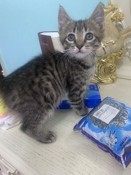 Отдам мальчика в добрые руки!