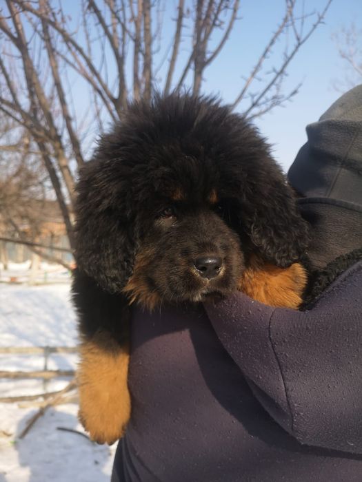 Щенки Тибетского Мастифа.