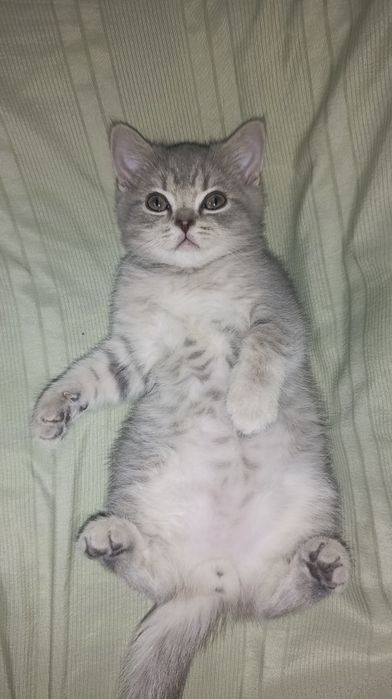 Продаётся котёнок! Шотландская