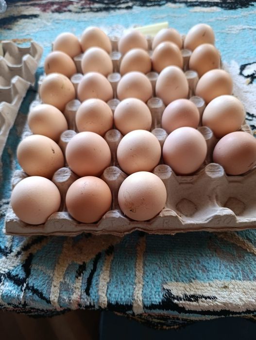 Яйца за люпене от светъл съсекс, голошийки и качулати