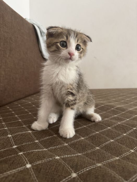 Продам срочно котенка