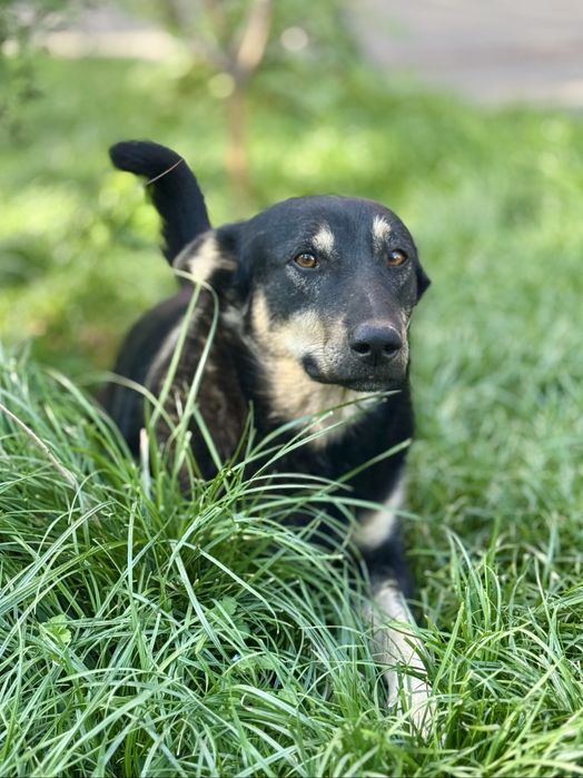 Молодой пес ищет дом!