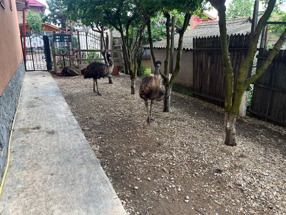 Pereche de struti emu