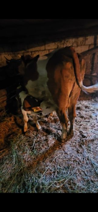 Vaca cu vițel de vanzare