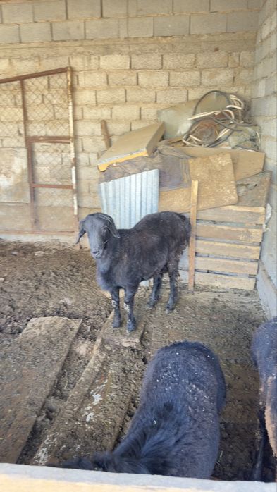 Қошқарлар сатылады. Бараны на продажу.