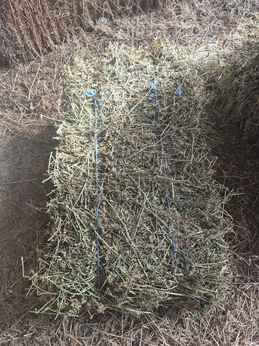 Vând baloti de fân Lucernă Producție 2025 trasport la domiciliu