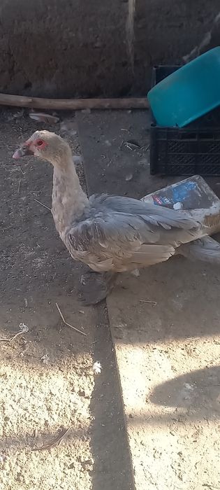 Продам селезня лавандавый утки