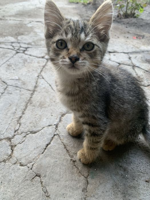 Отдам котят в хорошие руки
