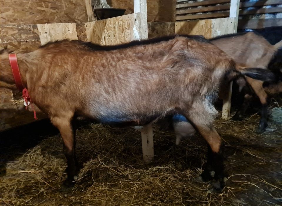Capre de rasa Alpin Francez
