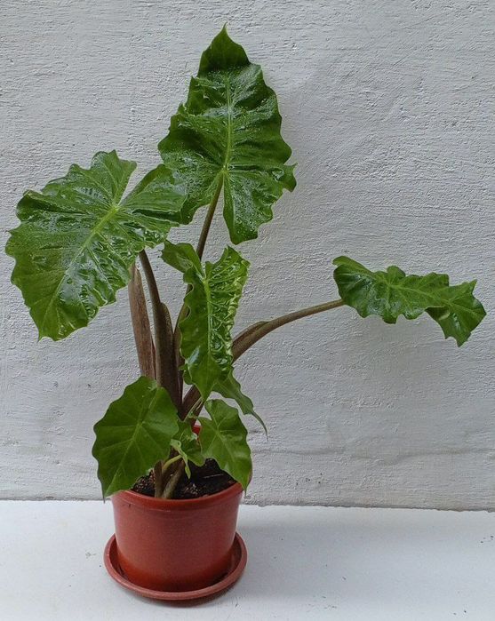 Алоказия Лоу Райдер (Low Rider). Экзотические цветы для дома и офиса