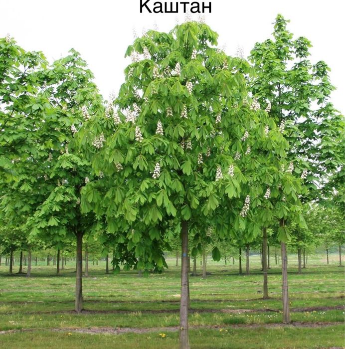 Продам куставые розы