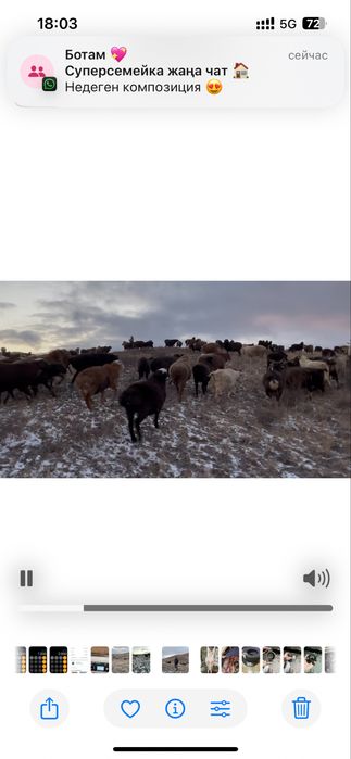 Койлар мен токтылар сатылады