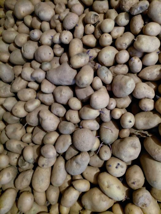 Продавам картофи агрия семена и за комсумация