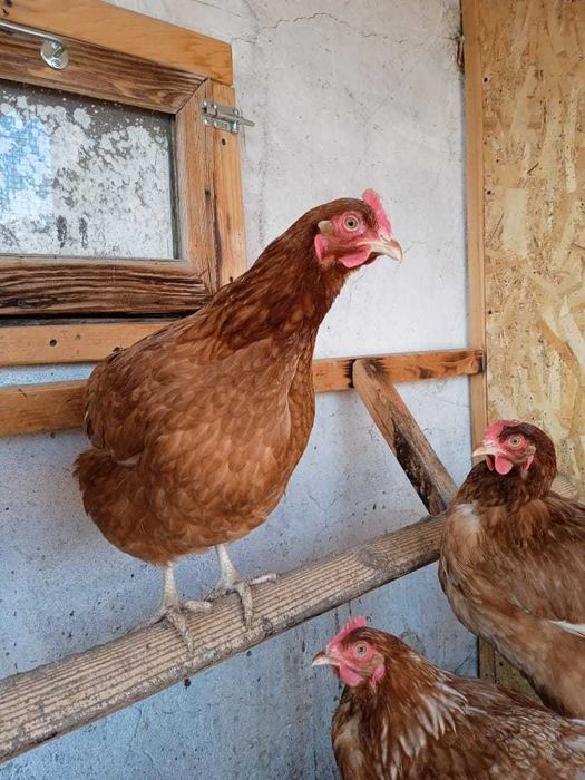 Курочки Ломан Браун