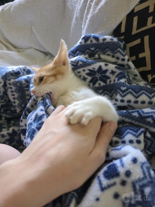 Отдам котёнка в добрые руки ,Бесплатно