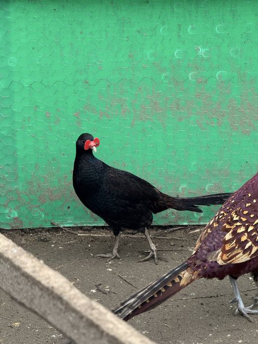 Fazani comuni si tenebros