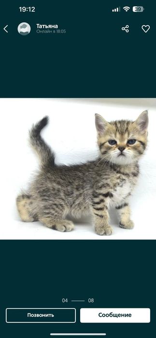 Шотландские Котята