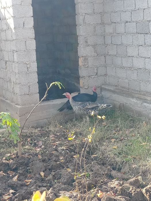 Куркалар сотлади 3 та тову 3та хороз хамаси бр жойда сотлади 1.милон б