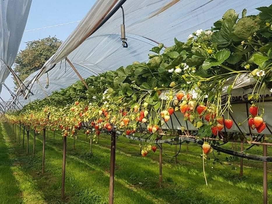 Plante capsuni Timpurii si Remontant