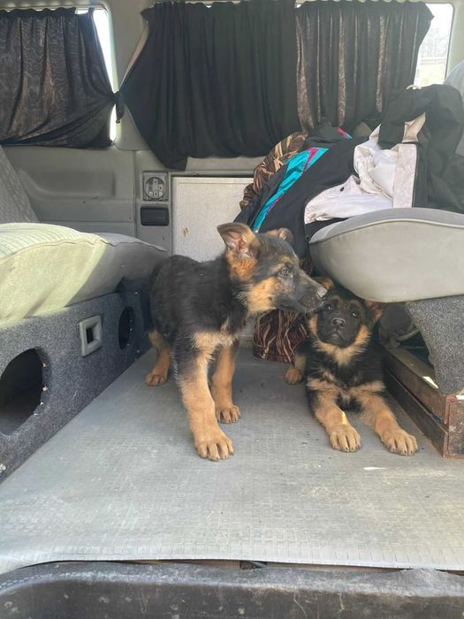 В продаже щенята Немецкой Овчарки