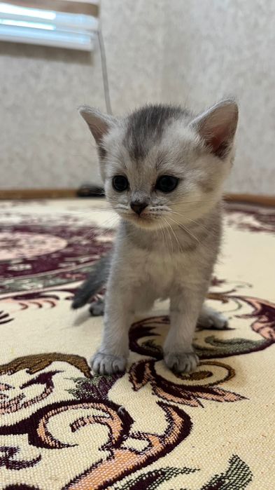 Котята Вислоухие