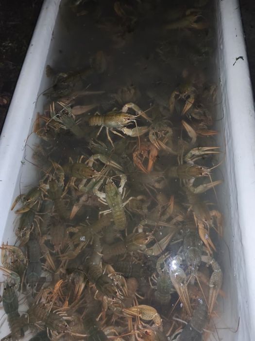 Продаются живые раки