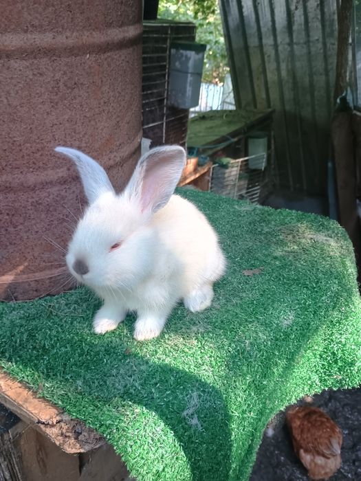 De vânzare iepurași UT