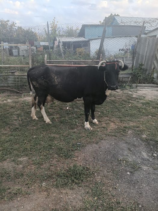 Продам домашную корову