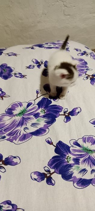 Отдам добрым людям