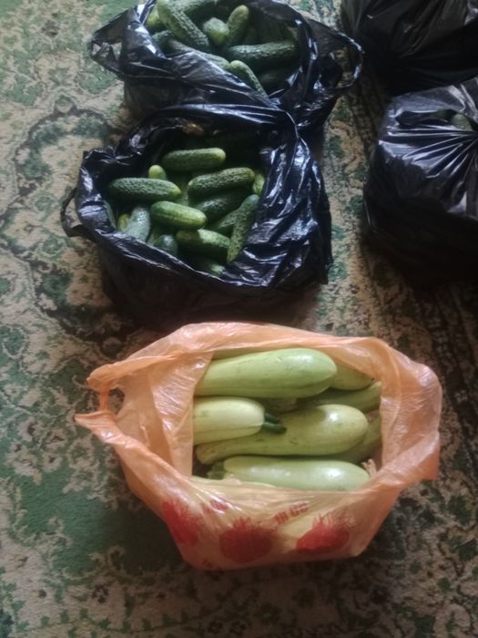 .Огурцы, помидоры, кабачки, перец, баклажаны.