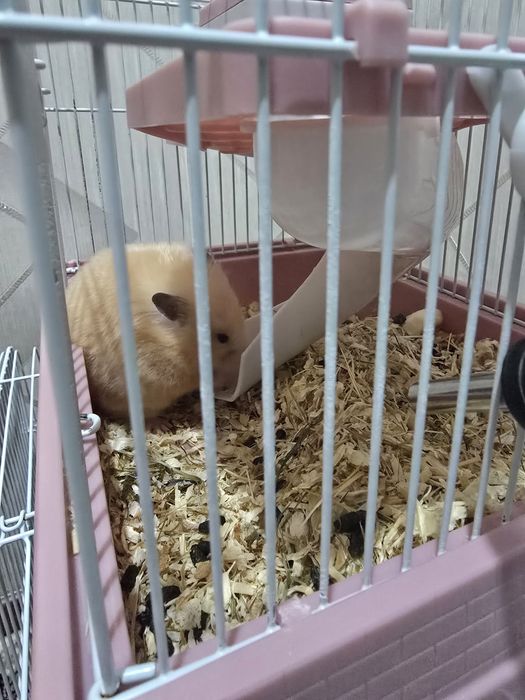 Хомяк девочка пушистая