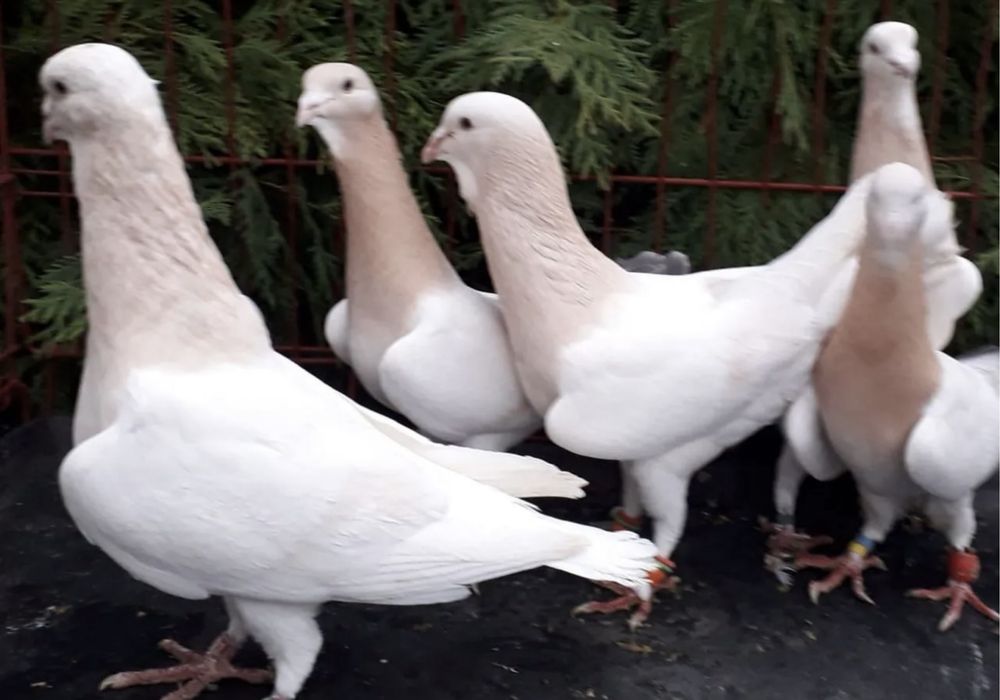 Голуби Шаами сирийцы