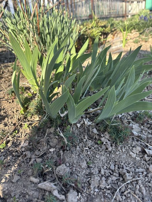 Ирисы разных цветов