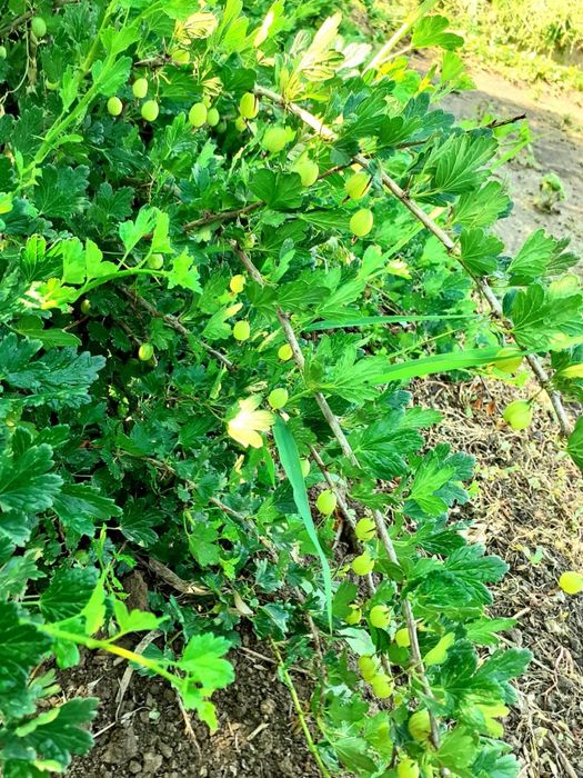 Дача продается/ Саяжай сатылады