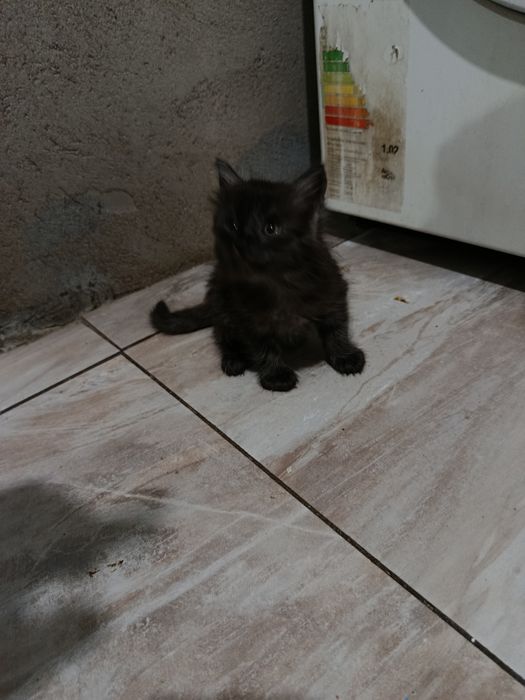 котятки в добрые руки