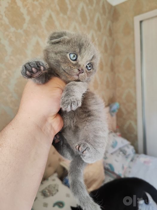 Продаются котята