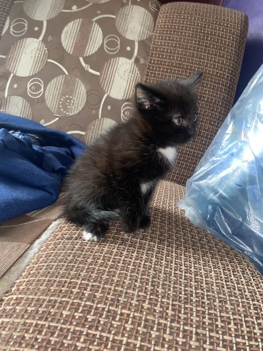 котики (девочки)