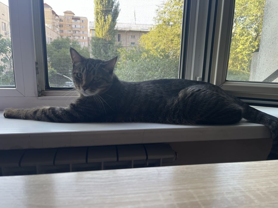 Отдам кота в хорошие руки