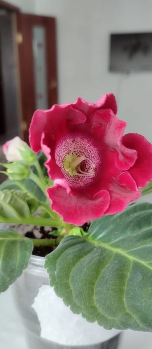 Продам цветы Глоксинии