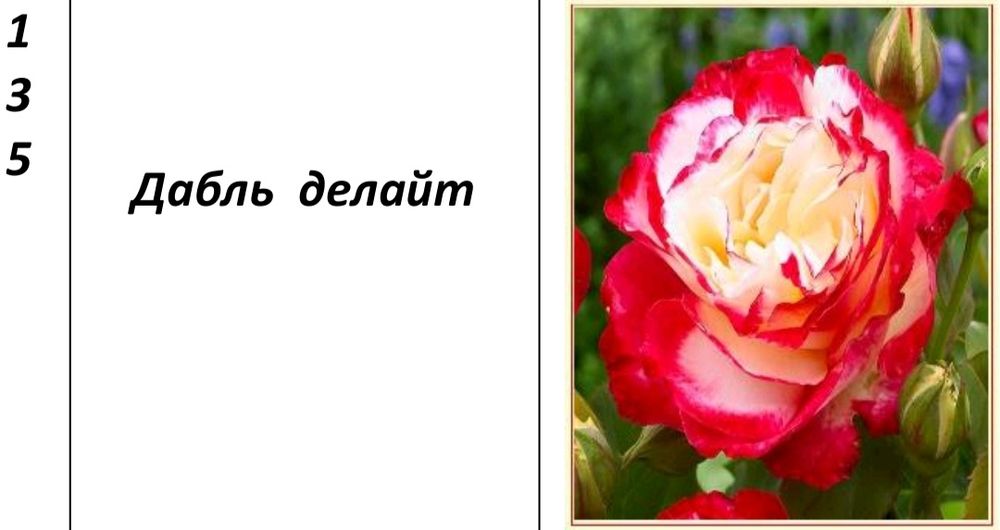 Atirgul koʻchatlari