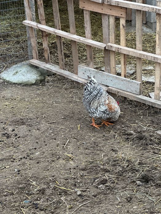 Петли за разплод