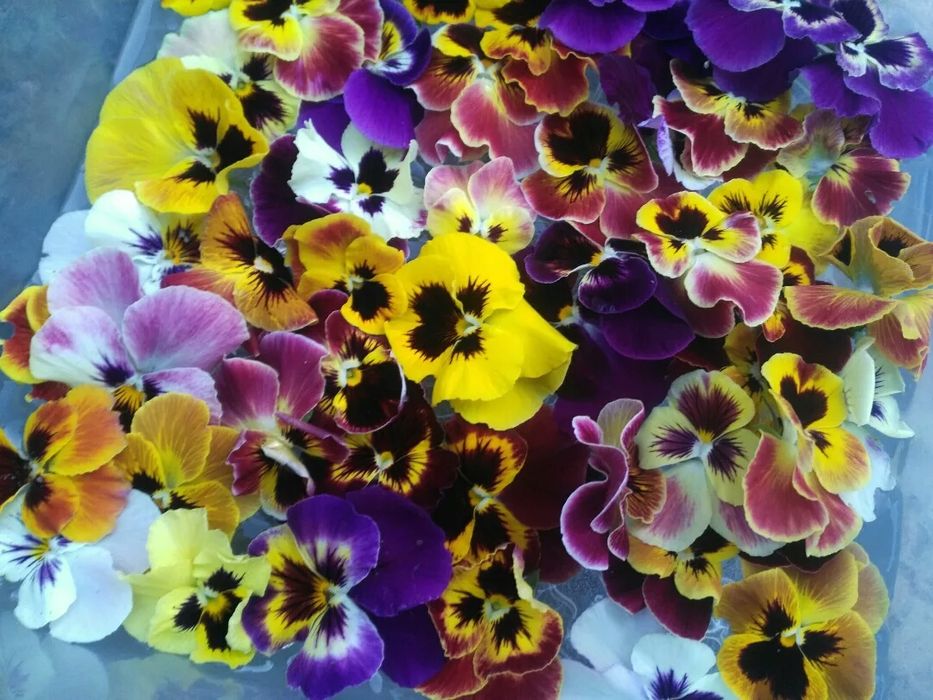 СЪЕДОБНЫЕ цветы в ассортименте